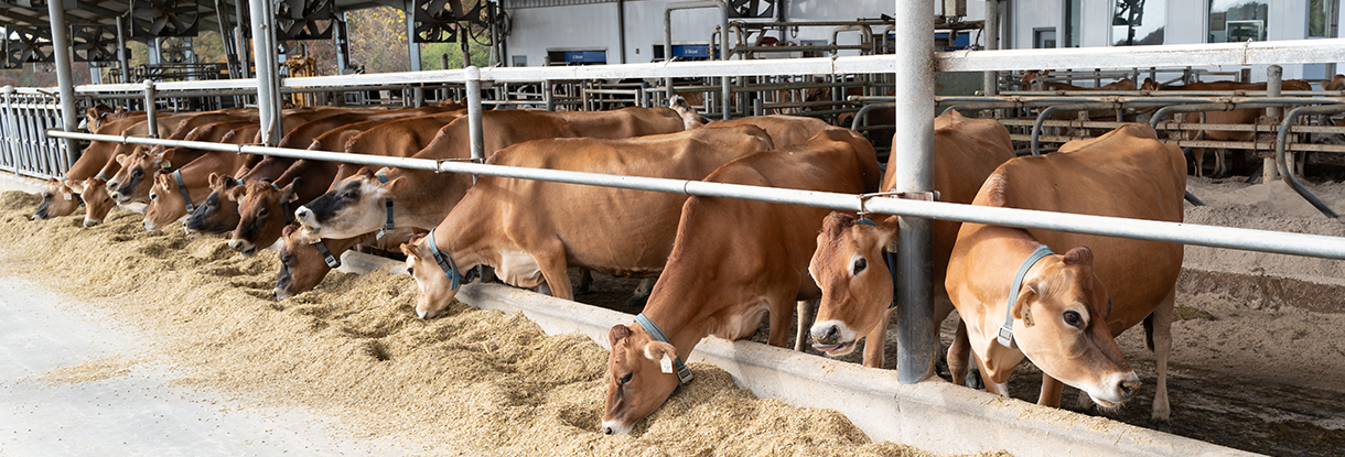 brown cattle